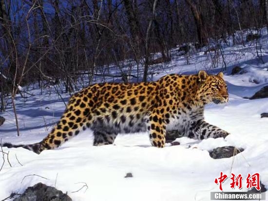 东北虎豹国家公园设立野生虎豹总量达110只