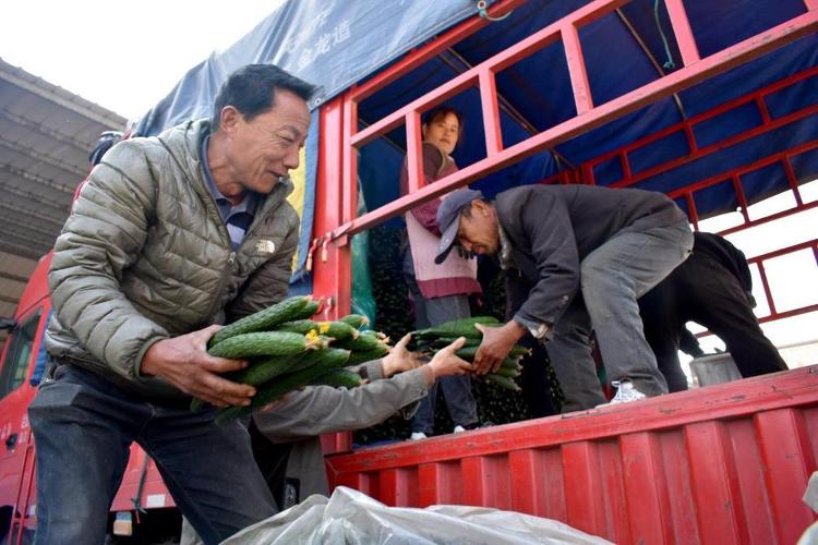 沂南县是典型的农业大县,这里盛产的黄瓜品质良好,被誉为"中国黄瓜之