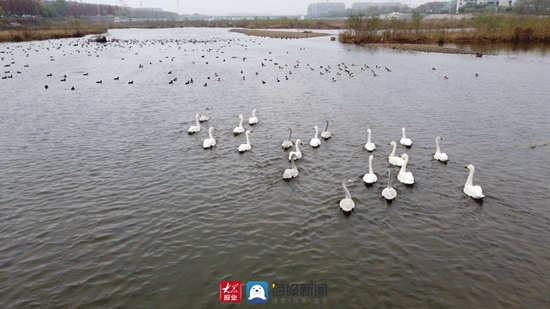 瞰见日照湿地之美④初冬的白鹭湾湿地公园碧波荡漾生态美