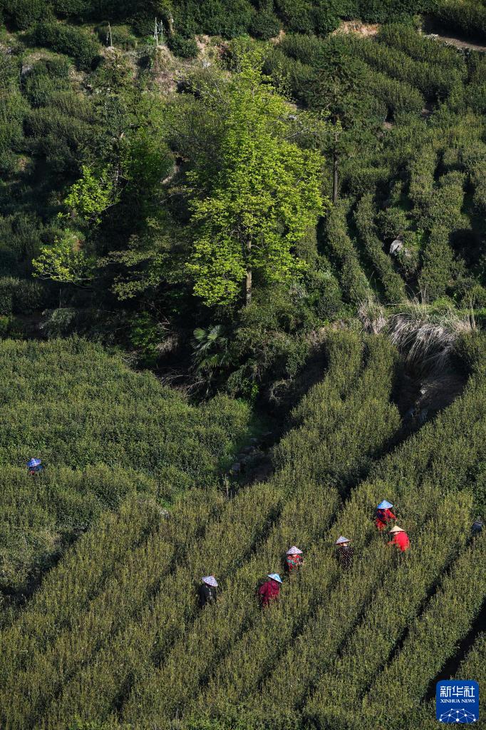 浙江富阳高山云雾茶开始采收