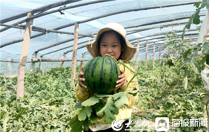 西瓜重茬十年种植 “数字农场”种瓜，首批“国庆瓜”9月上市