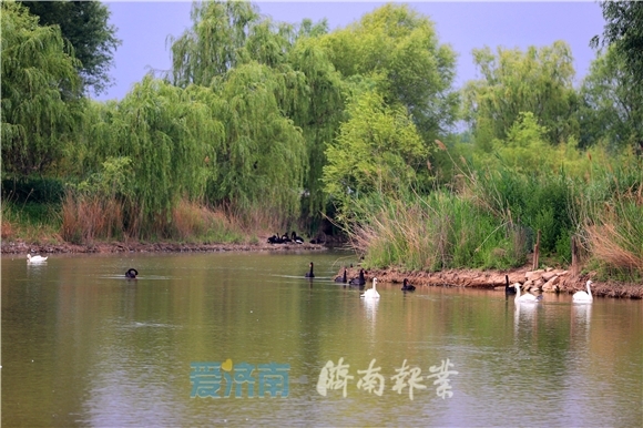 水草丰茂鸥鹭飞风韵如梦里水乡夏日济南湿地景色美