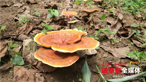 3000余株泰山赤灵芝丰收在望赤灵芝反哺泰山喜获成功