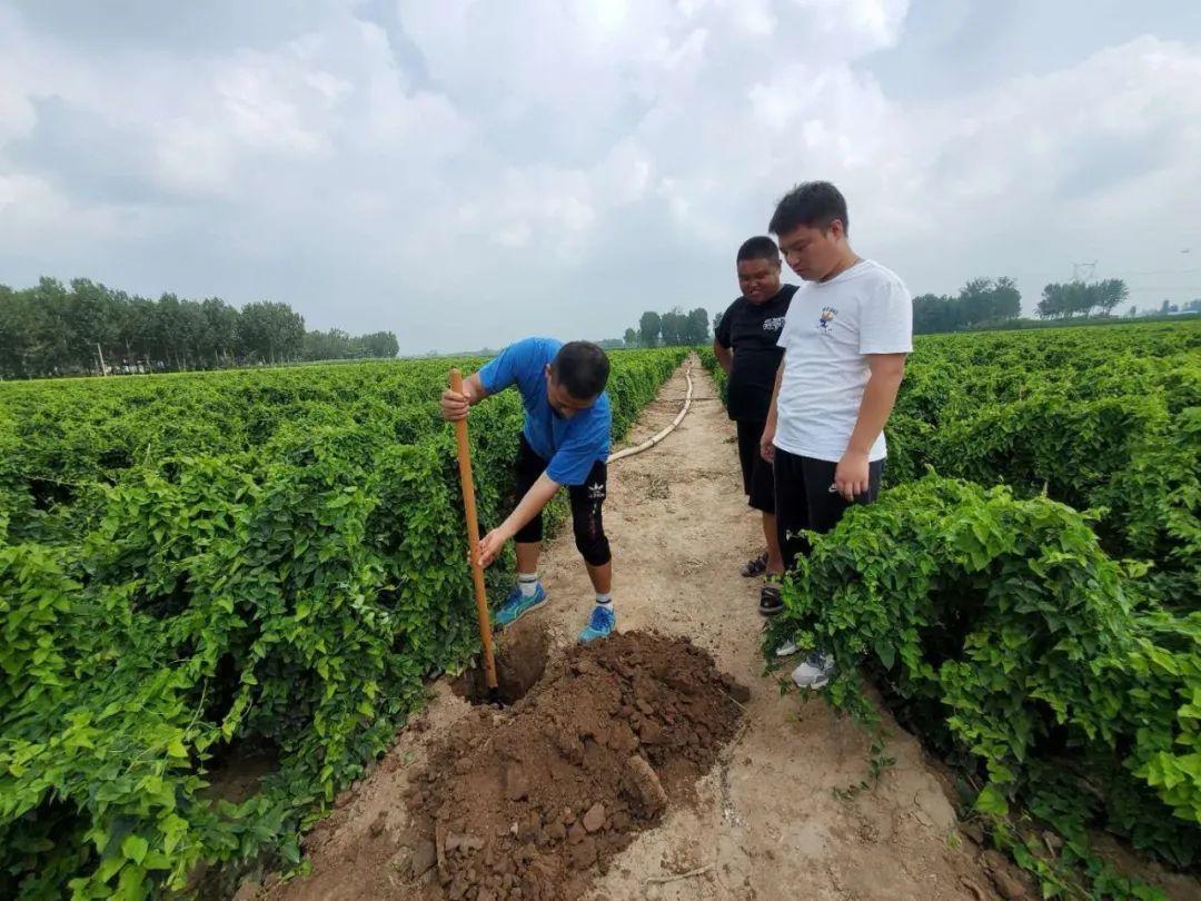 粒歌|农林卫视《中国农资秀》携手亲土1号走进温县‖还没成熟就卖完！这山药咋种的？