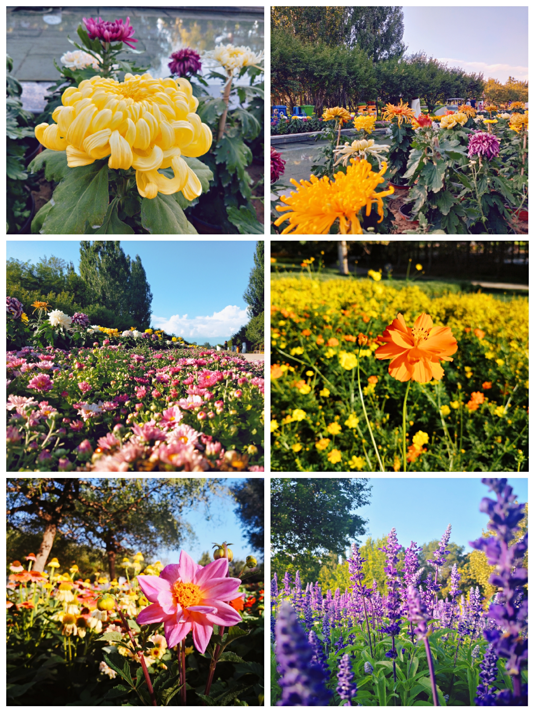 菊满蝶舞·星宿花间 第十二届北京菊花文化节华丽开幕|菊满蝶舞·星宿花间 第十二届北京菊花文化节华丽开幕