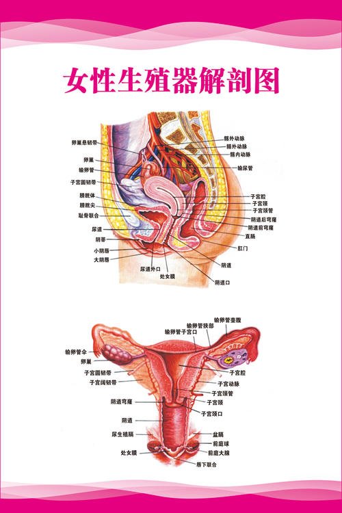 女性人体器官透视图图片