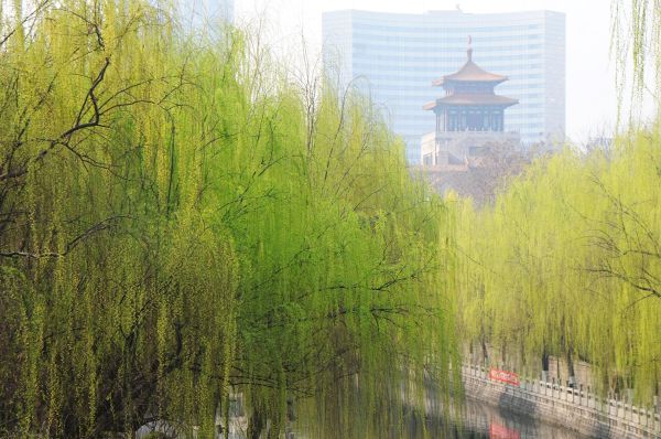 柳枝随风飘荡春风吹绿泉城