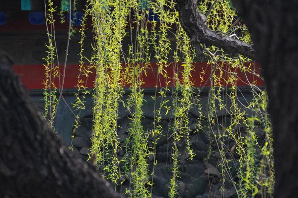 柳枝随风飘荡春风吹绿泉城