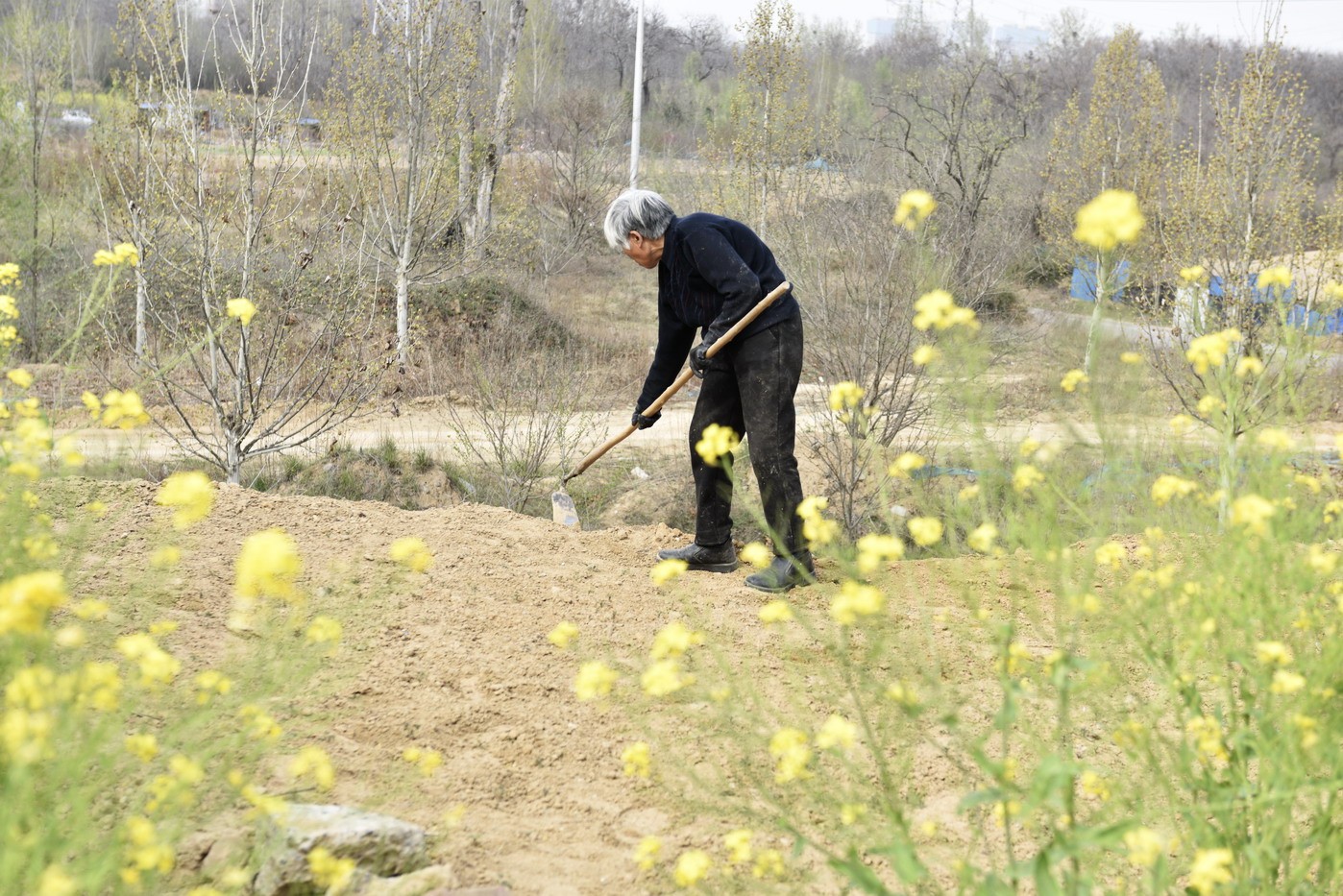 圖為河南省鄭州市二七區馬寨鎮婁河村村民在田間地頭勞作.