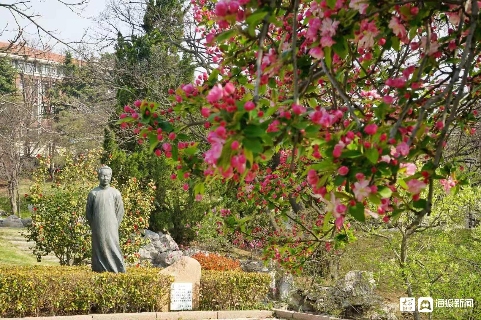 青島百花苑竟然藏著一片浪漫花海