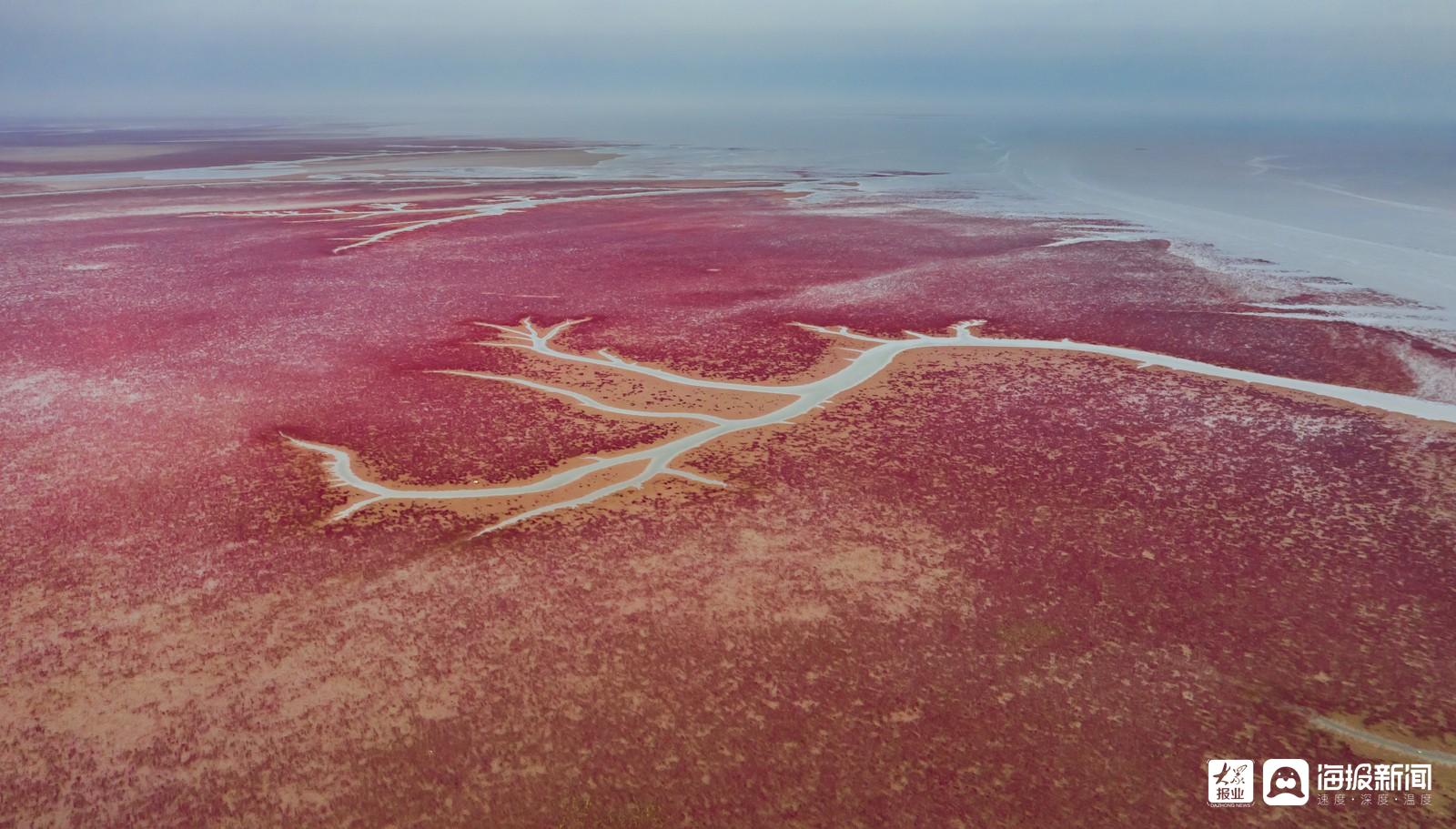 黄河口湿地再现红地毯