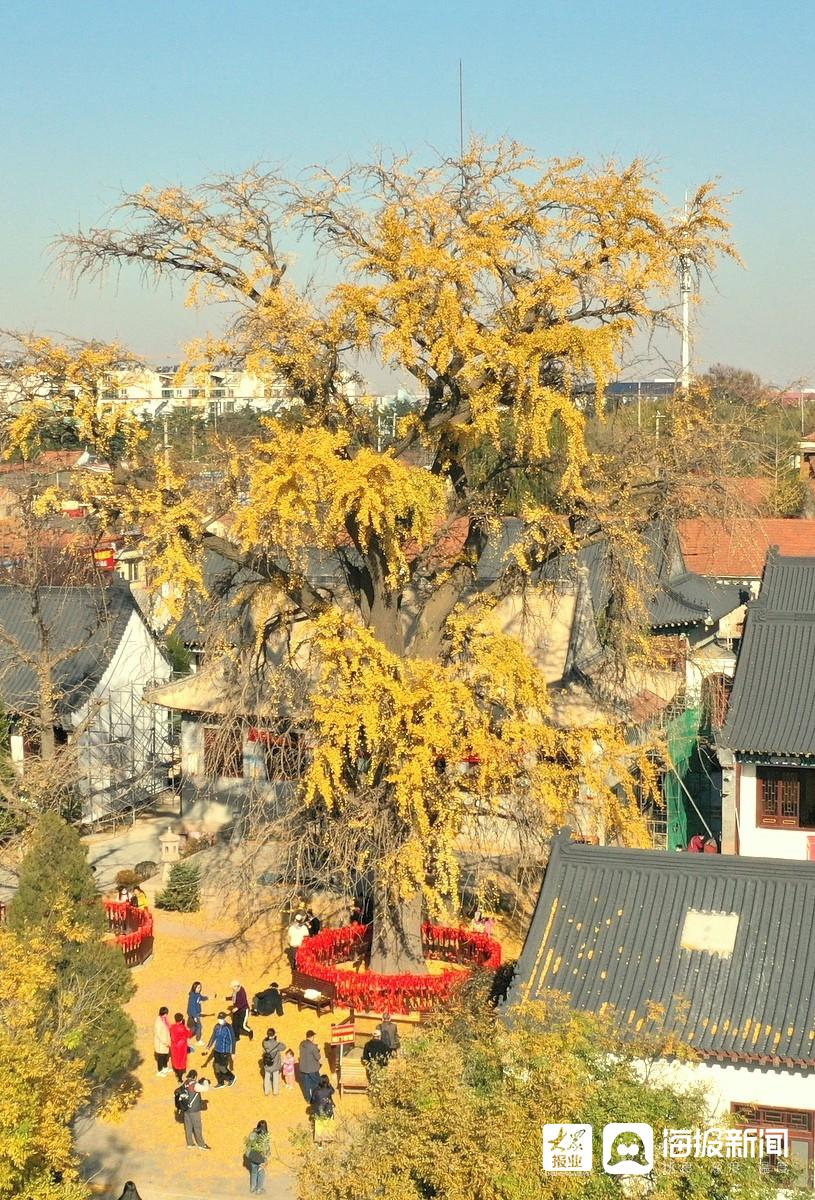 青岛法海寺1600岁银杏树披上黄金甲