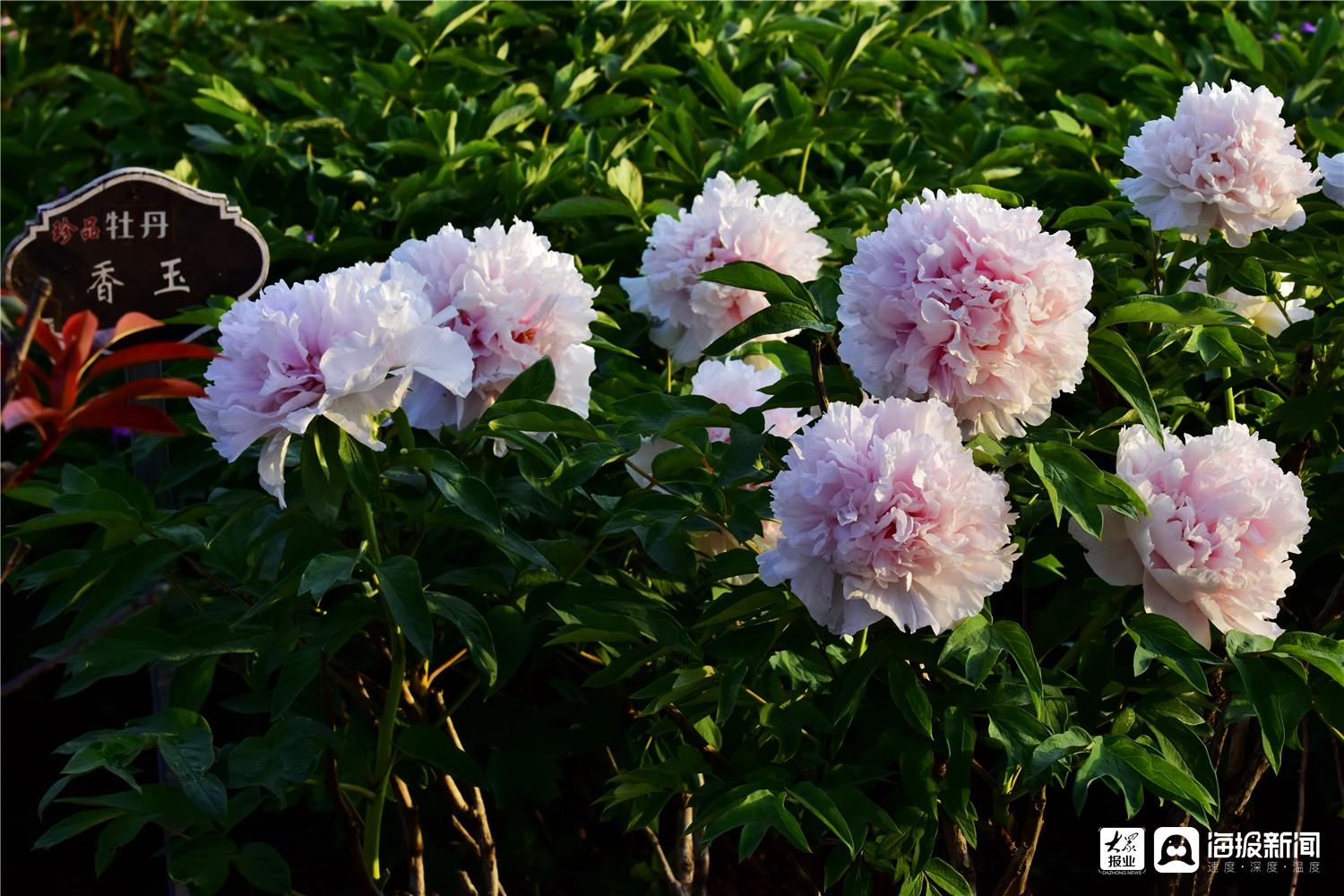 牡丹花品冠群芳百花之中她為王