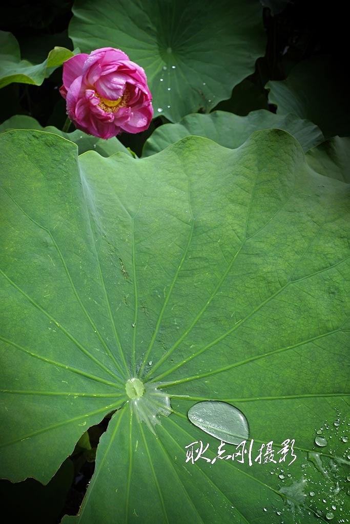 雨荷