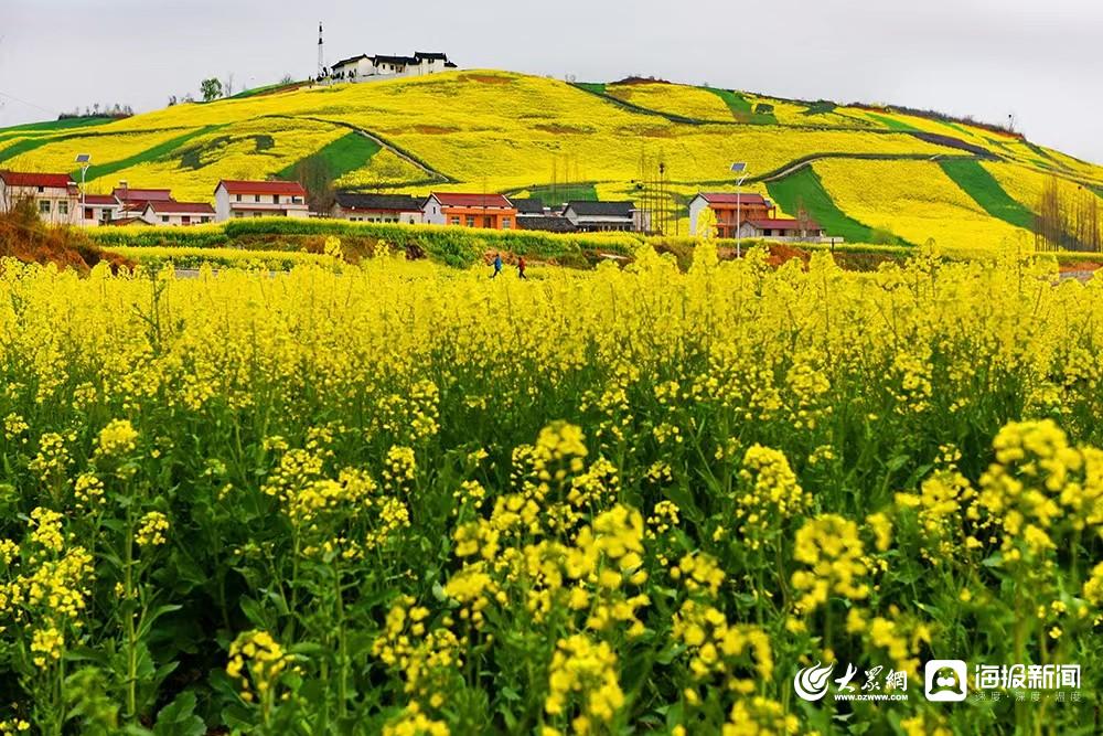 洋湖体育公园油菜花图片