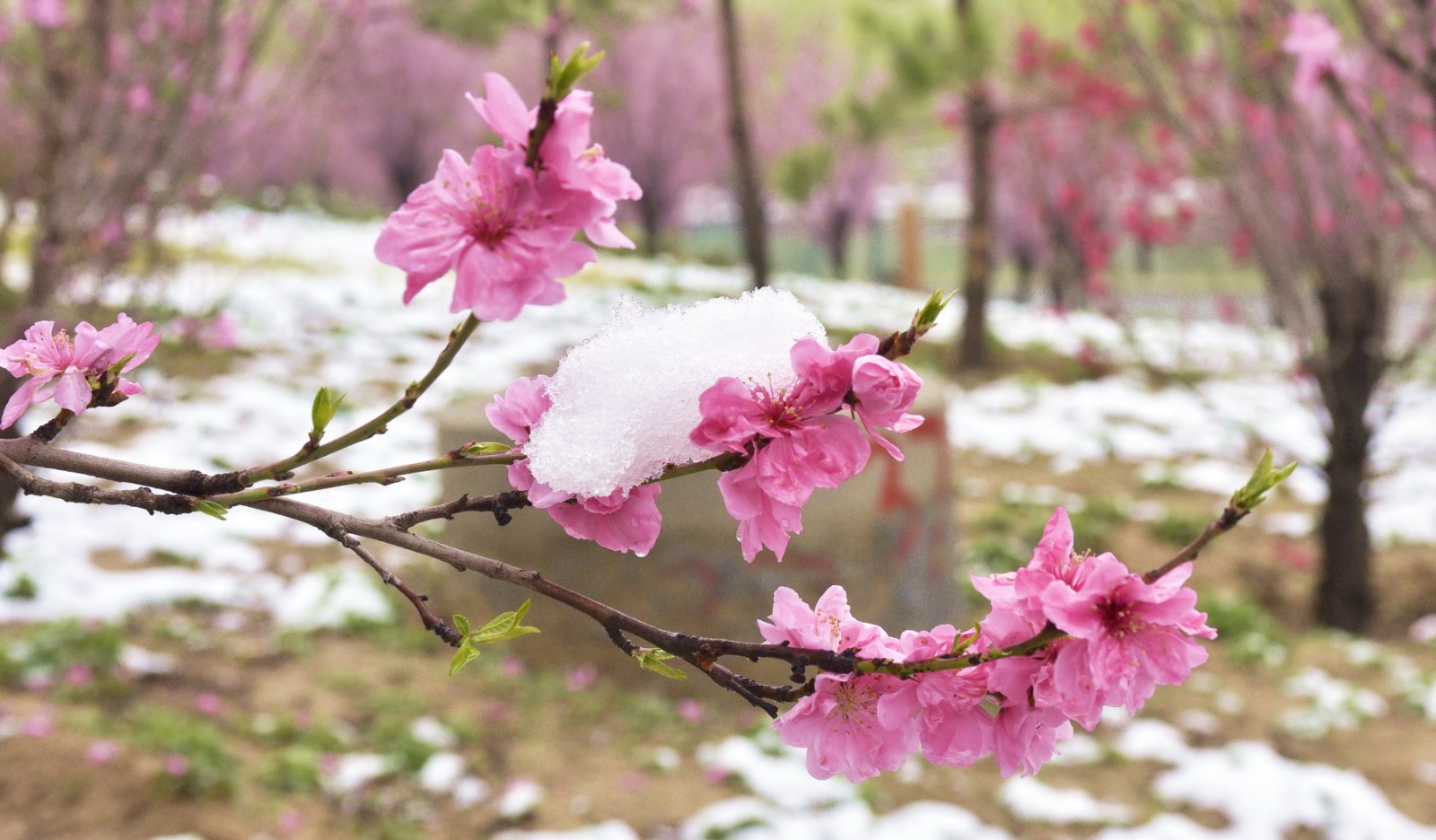 桃花雪境图片