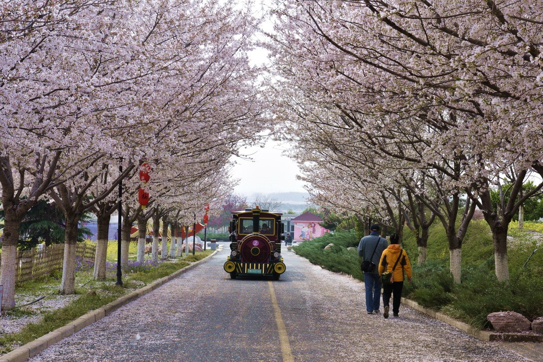 荥阳古柏渡樱花图片