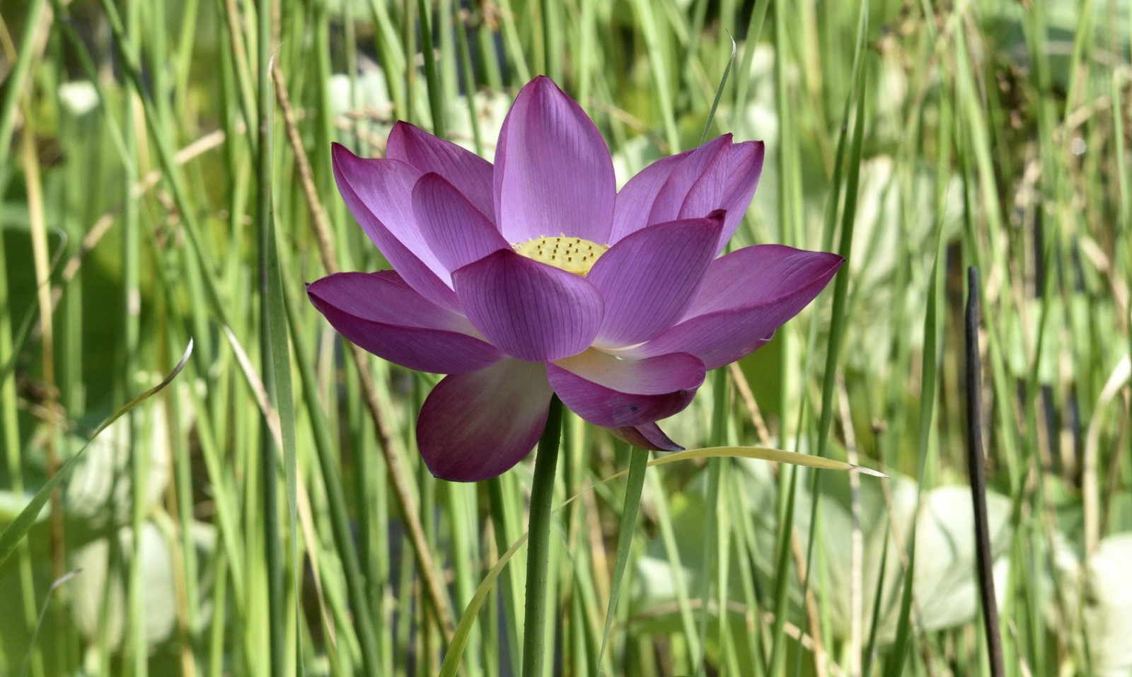 鄢陵县花博园小记