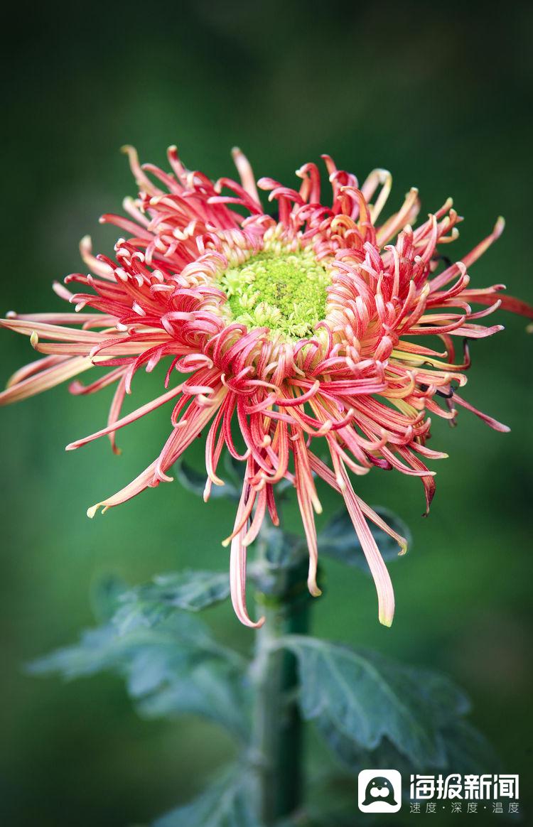 中国传统十大名花之一菊花