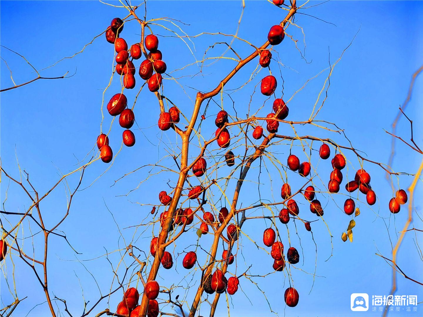 初冬红枣树
