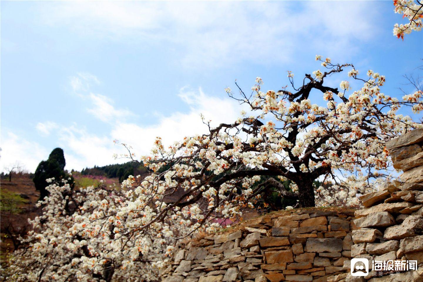 宾阳白岩村梨花图片