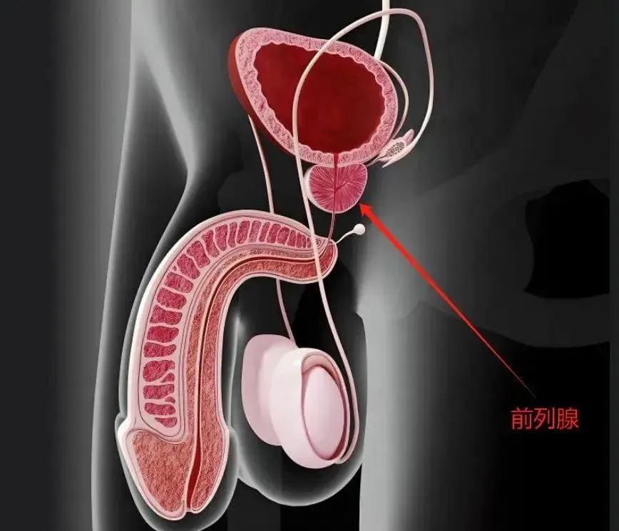 男性前列腺炎位置图图片