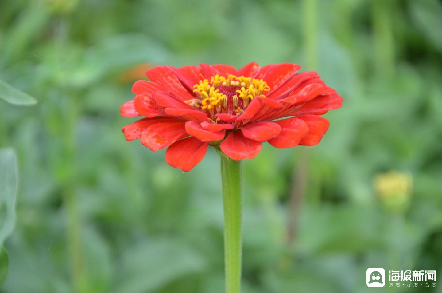 花朵鲜艳的百日菊