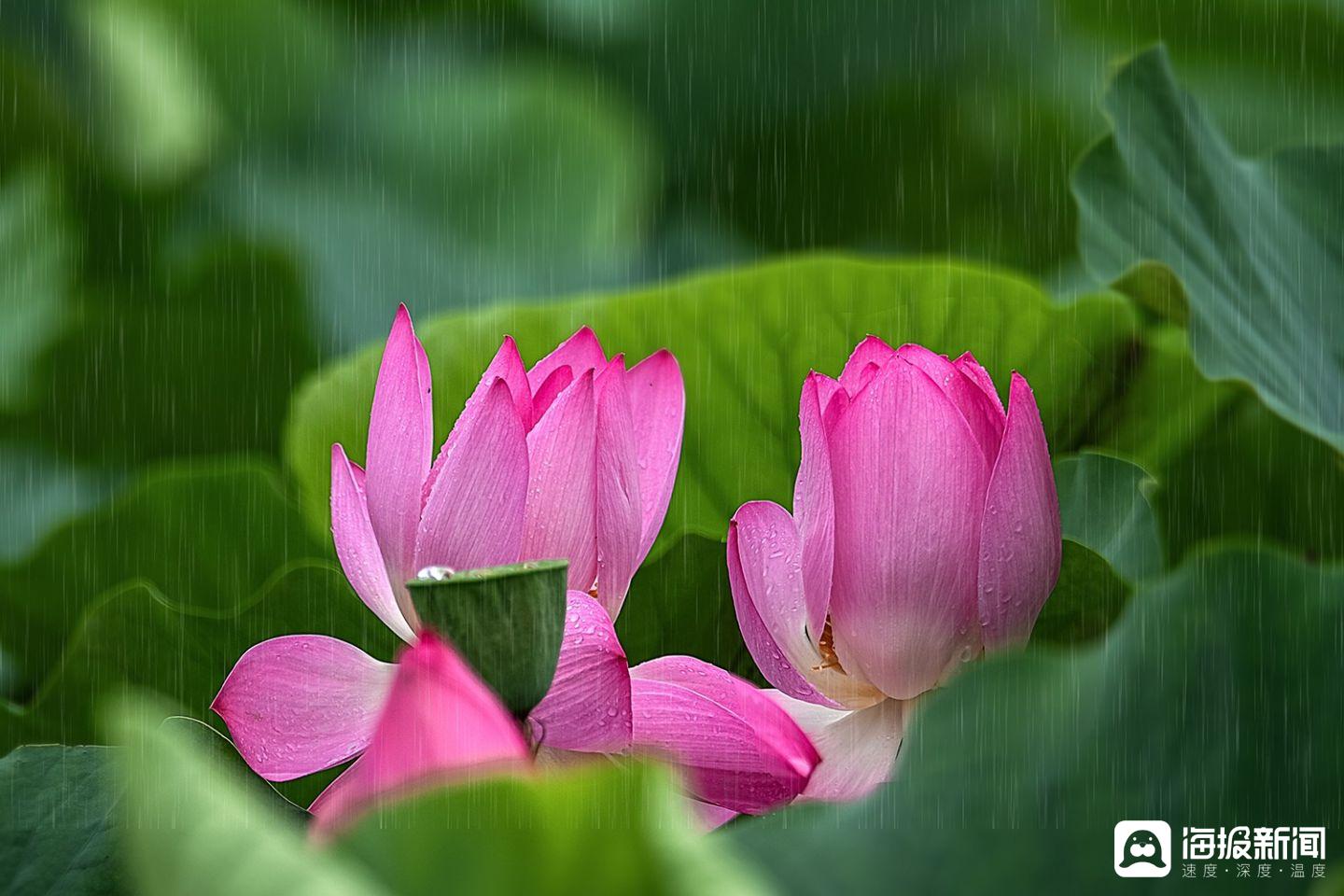 雨中荷花宛如优雅的仙子翩翩起舞