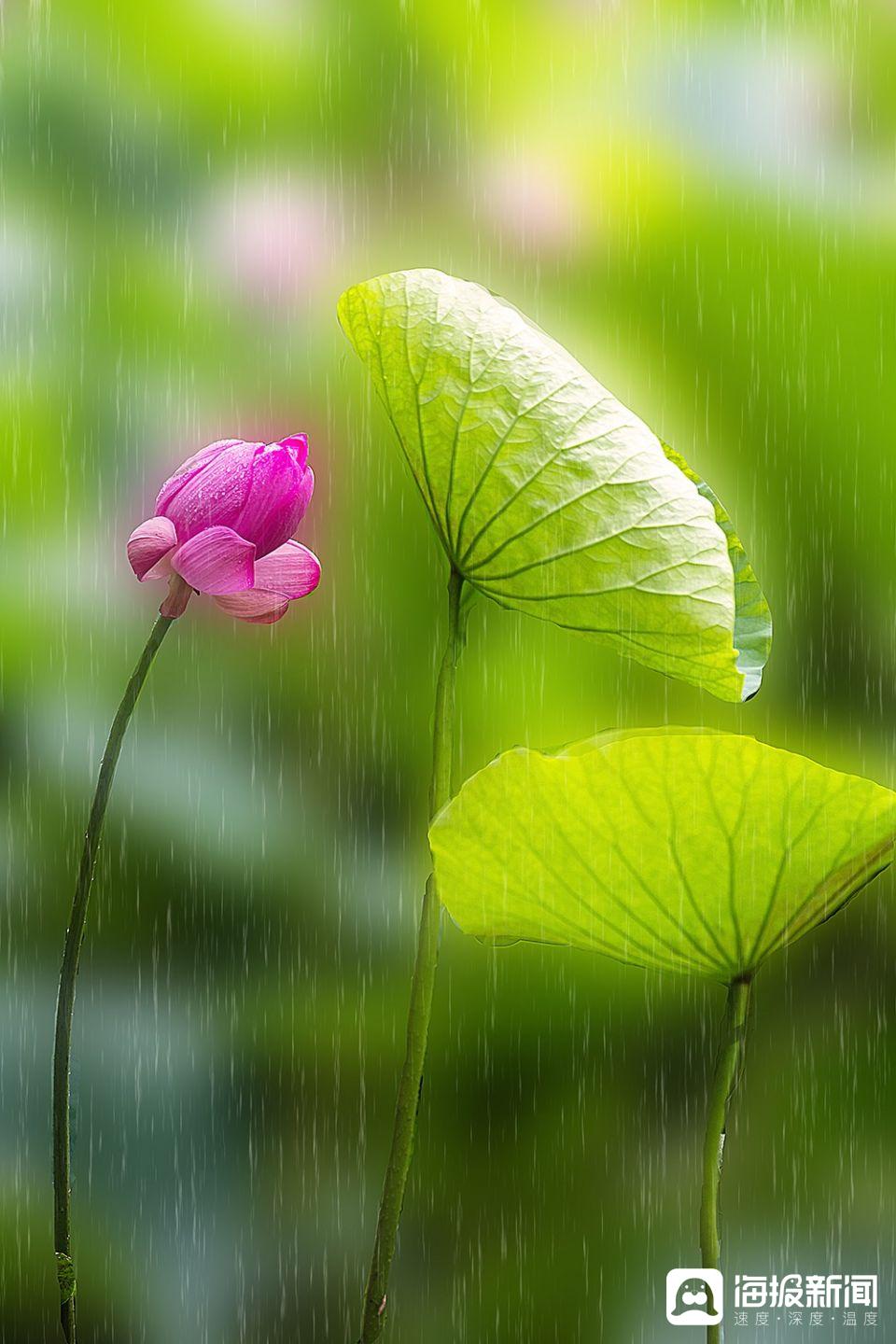 雨后的荷花