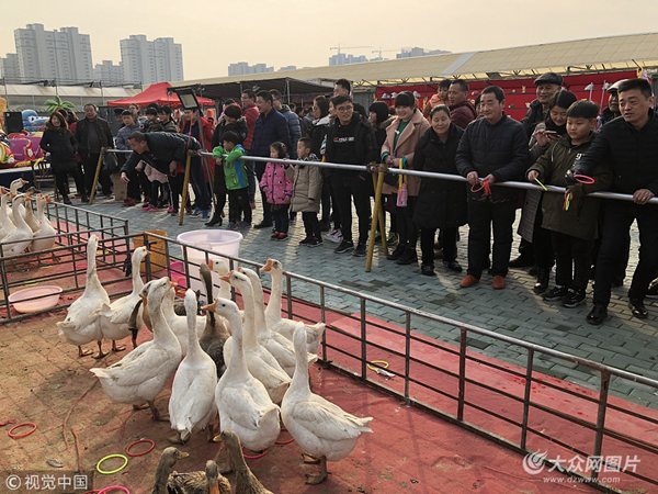 泰安特色年俗游戏套大鹅引市民围观