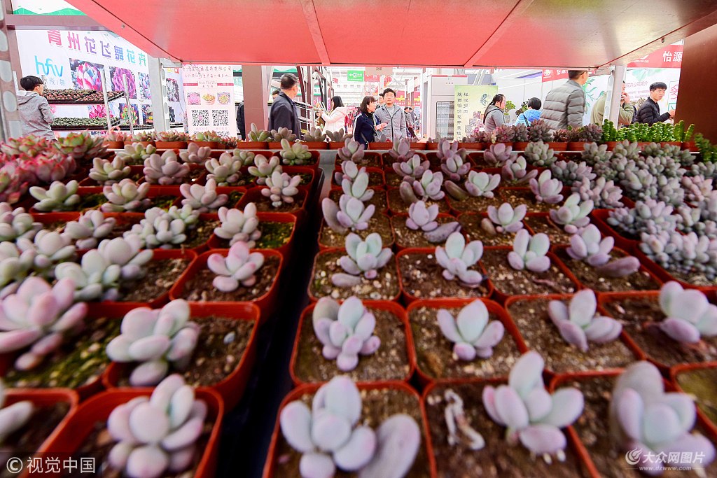 首届中国多浆(多肉)植物展在山东青州开展