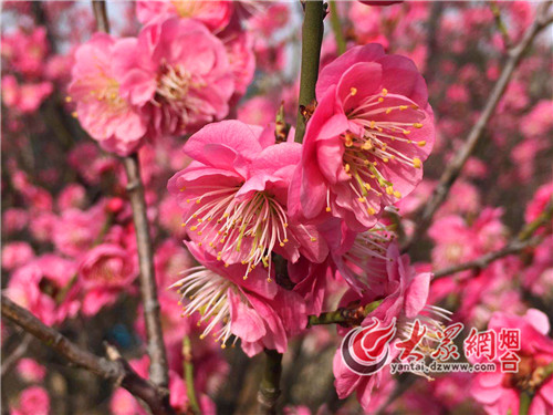 南山公園梅園裡的梅花,絕大多數是重瓣的,層層疊疊的花瓣,比單瓣多了