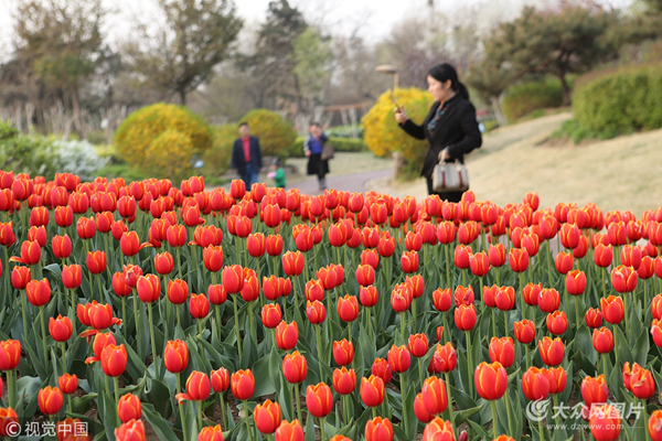 日照植物園鬱金香花開引客來