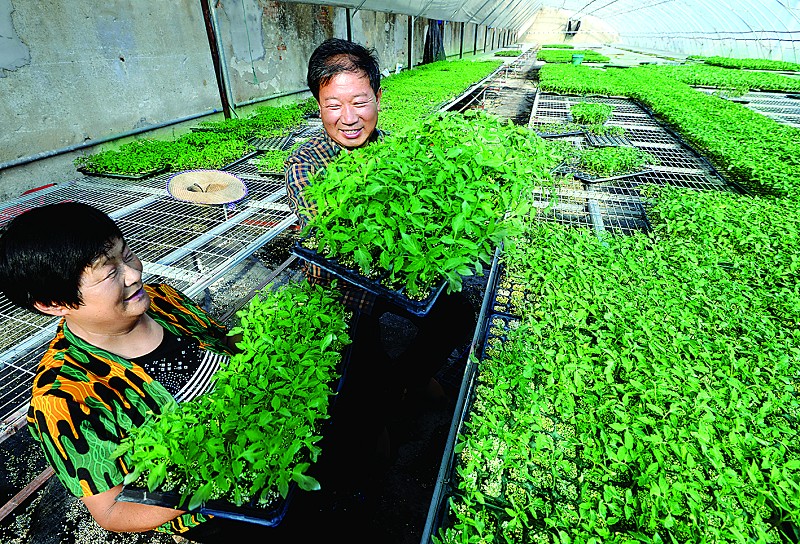 青青蔬菜苗育出致富路