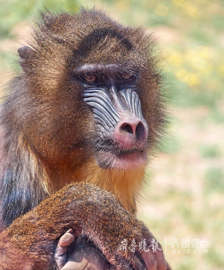 濟南野生動物世界的山魈變表情包