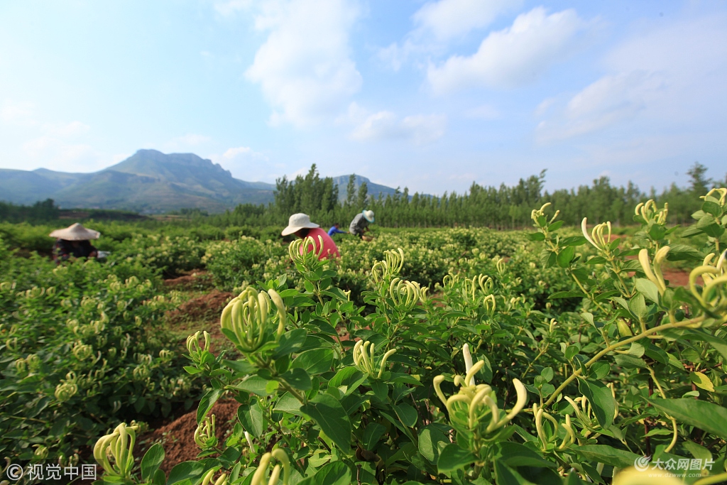 臨沂金銀花種植助民增收