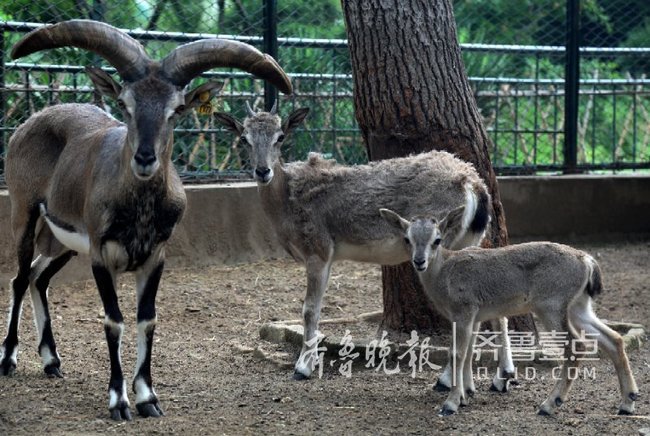 濟南動物園上半年新生小動物大盤點你認識幾個