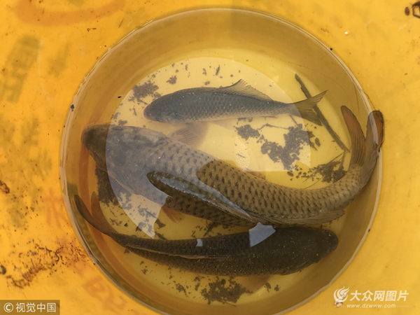 黃河平陸段出現特有流魚奇觀