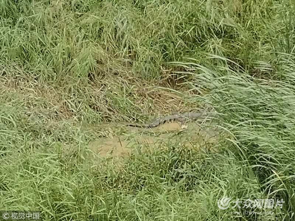 搜寻3天 陕西榆林出逃鳄鱼被8枪击毙