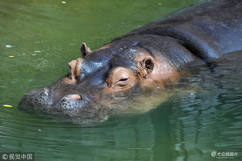 在青島森林野生動物世界,野生動物們自覓避暑高招,河馬和東北虎泡水池