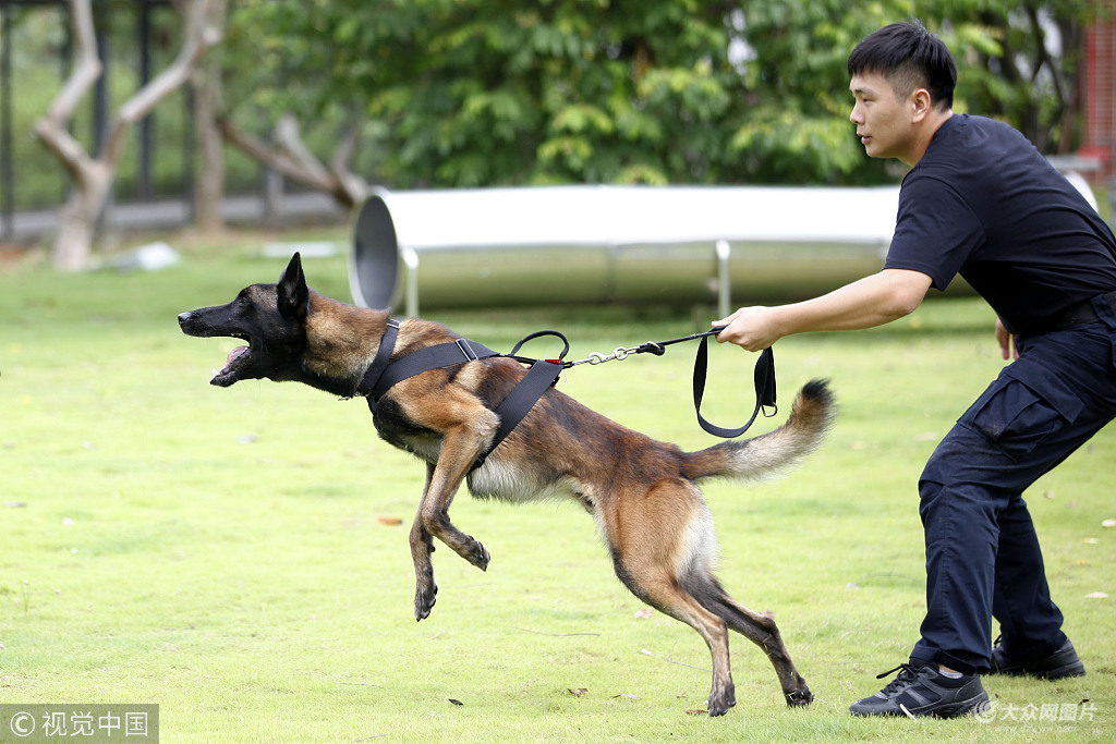 警犬基地开放日与警界汪星人亲密接触