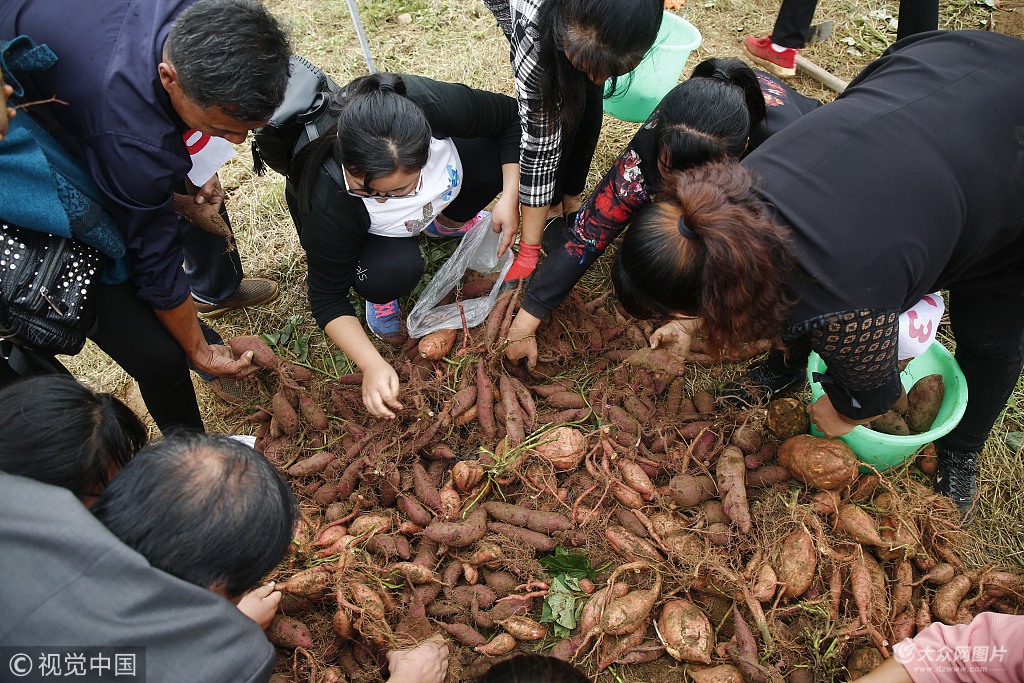 泰安農民刨地瓜賽南瓜共慶首屆農民豐收節