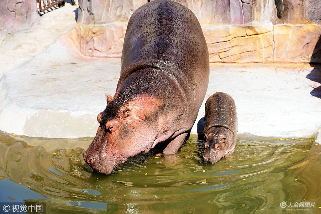 10月11日,山東青島森林野生動物世界一對河馬母子原本在水池中形影不