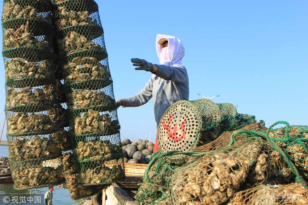 日照:牡蛎养殖正当时 渔民盼望好收成 
