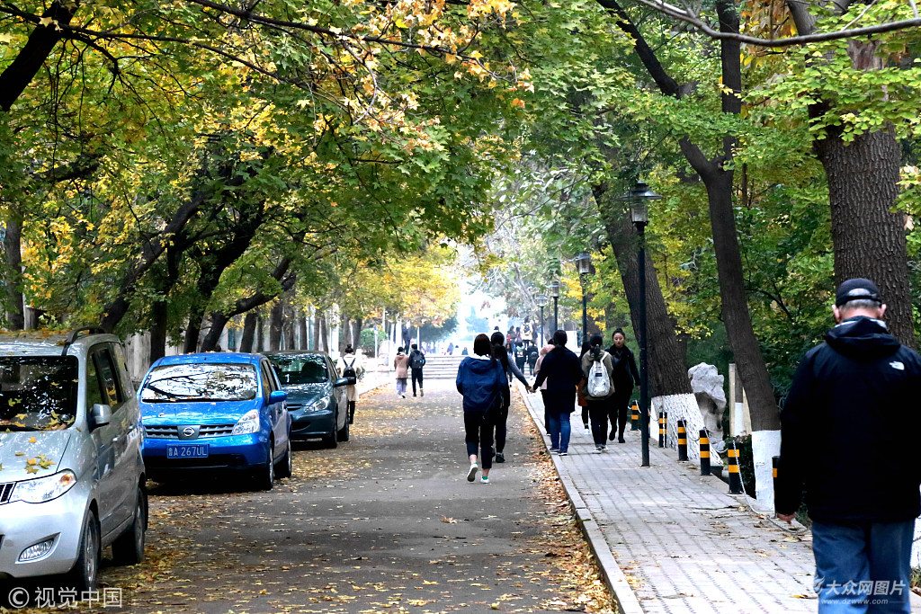 济南落叶铺满校园路师生拍照留住美景