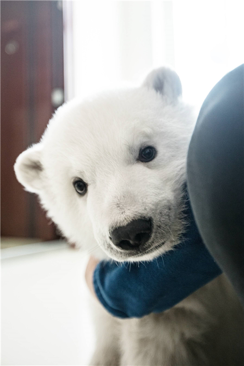 憨态可掬太萌人 泉城极地海洋世界为小北极熊过百岁