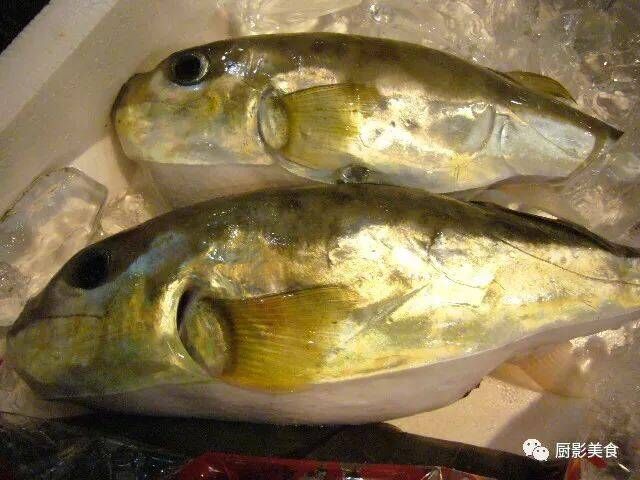 小波河豚   鱼全身剧毒,包括皮肤,精巢,肝脏,卵巢和肉,均不可食用