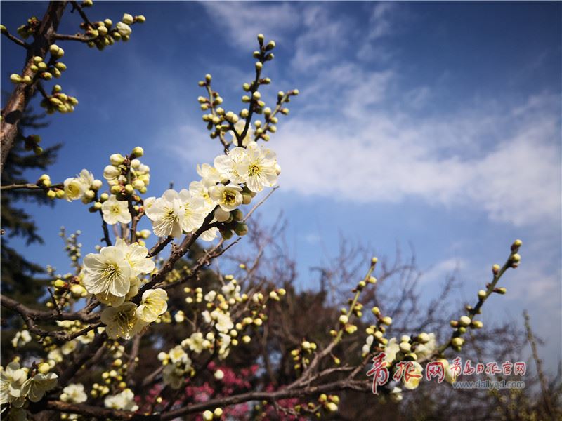 青岛梅花节18日开幕花期较往年提前一周门票40元