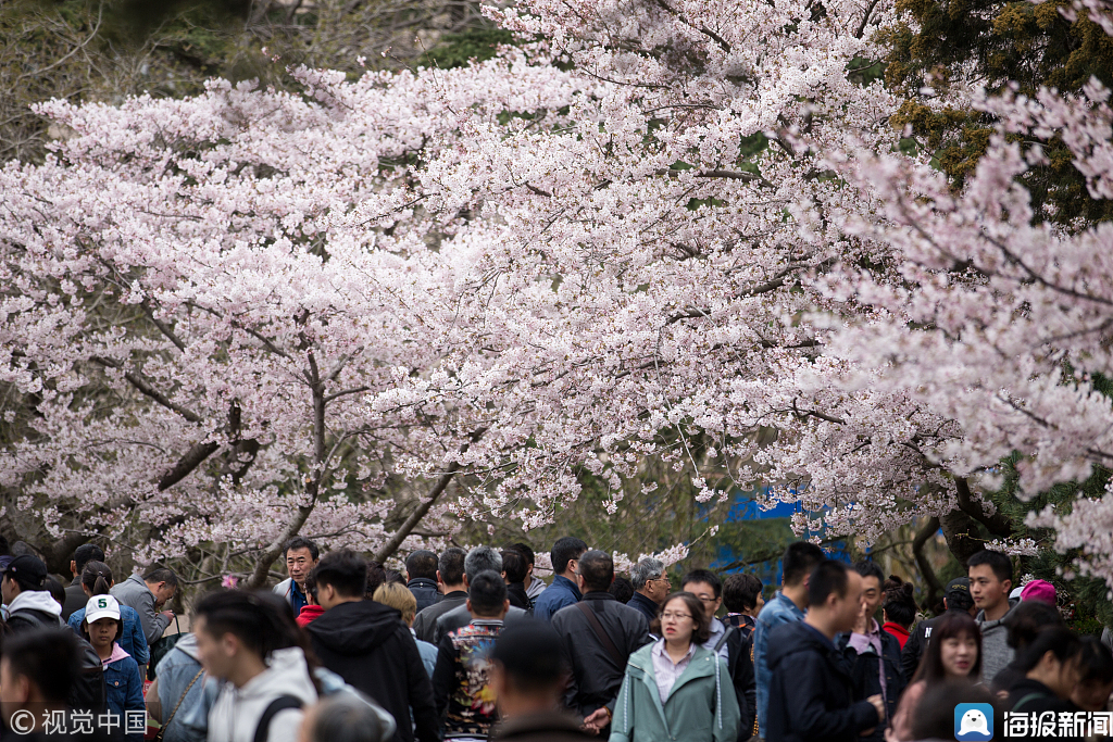 2019年4月7日,清明节小长假最后一天,青岛中山公园内樱花盛开,吸引