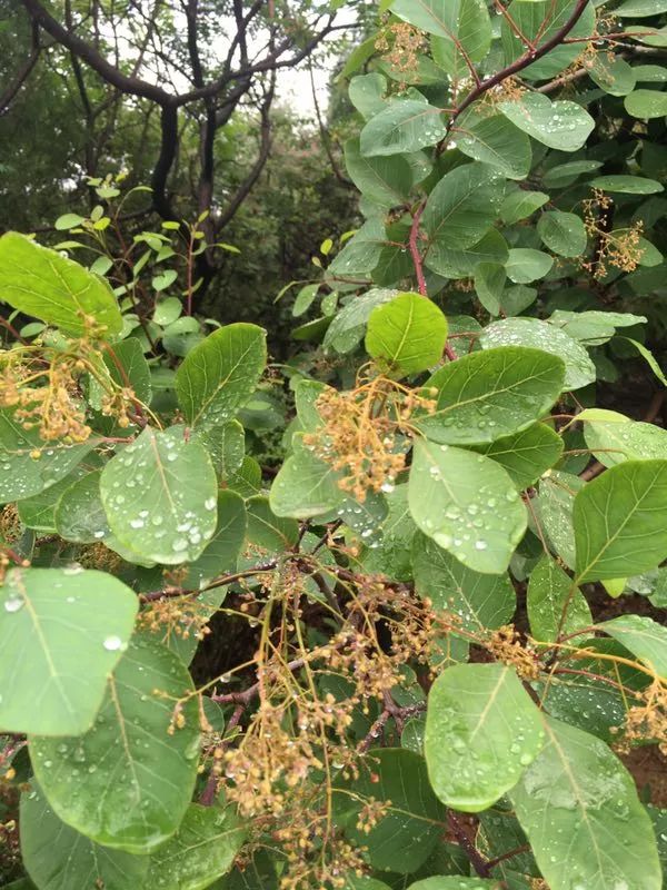 雨後的濟南被沖刷得如此乾淨早上推開窗戶,心情也莫名地好了很多終於